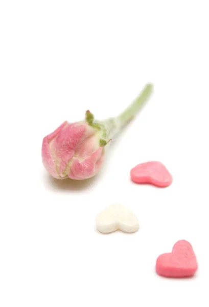 핑크 하트와 꽃 봉 오리를 배치 — 스톡 사진