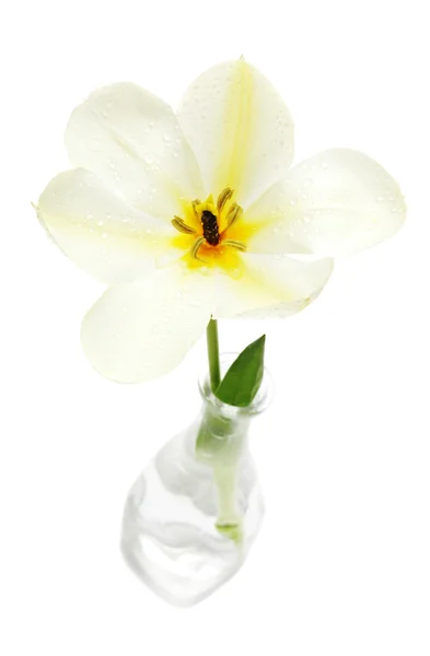 Fehér tulipán — Stock Fotó