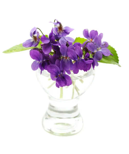 Violets in a vase — Stock Photo, Image