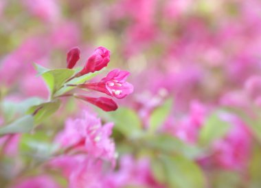 çalı weigela
