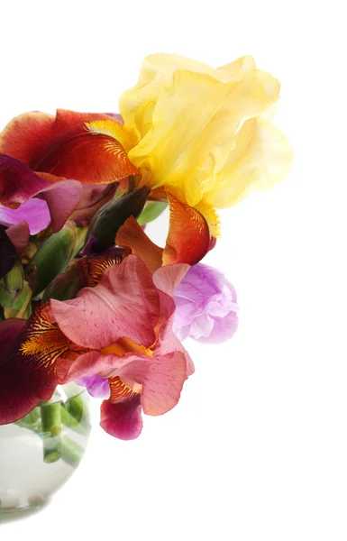 Цветы радужки — стоковое фото