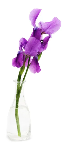 Irys kwiat — Zdjęcie stockowe