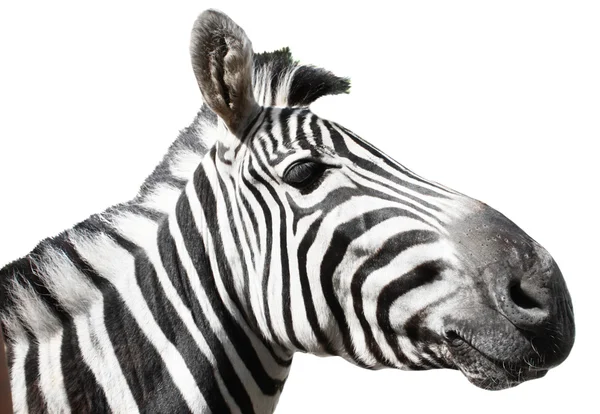 stock image Zebra's profile