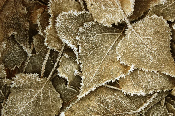 被冻土覆盖的叶子 — 图库照片