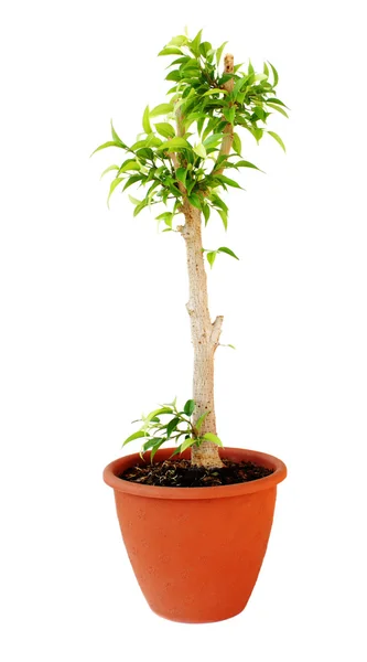 Ficus tree — Stock Photo, Image