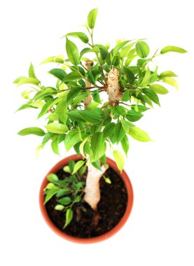 Ficus ağaç