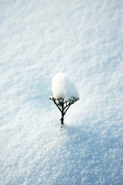 Kar üzerinde kuru çiçek — Stok fotoğraf