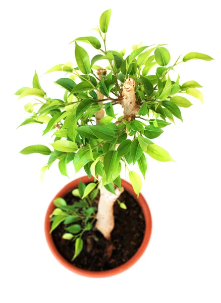 stock image Ficus tree