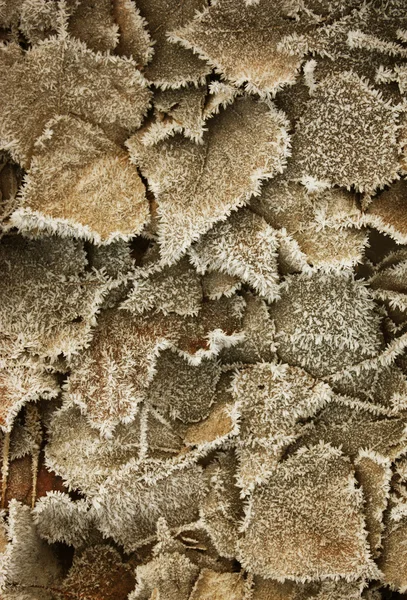 Leaves covered with hoarfrost — Stock Photo, Image