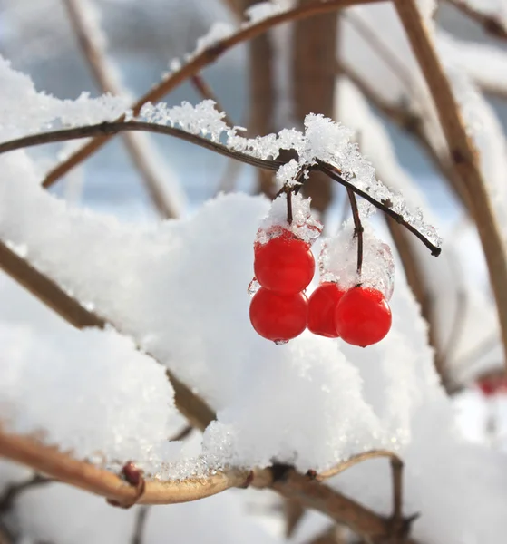Frassino bacche nella neve — Foto Stock