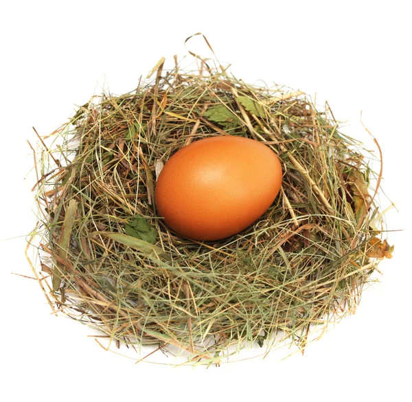 stock image Egg in a nest