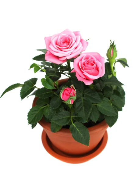 Roos in keramische pot — Stockfoto
