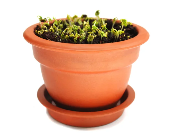 Cress in ceramic pot — Stock Photo, Image
