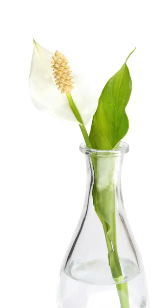 Spatiphyllum flower in a vase — Stock Photo, Image
