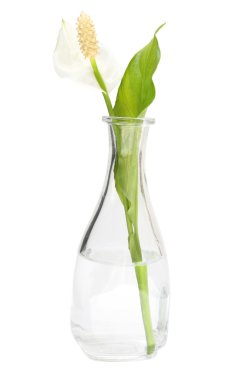 Spatiphyllum flower in a vase clipart