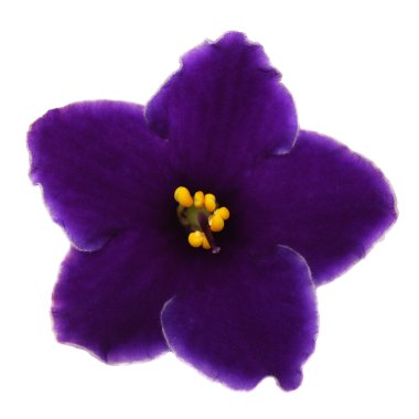 Violet clipart