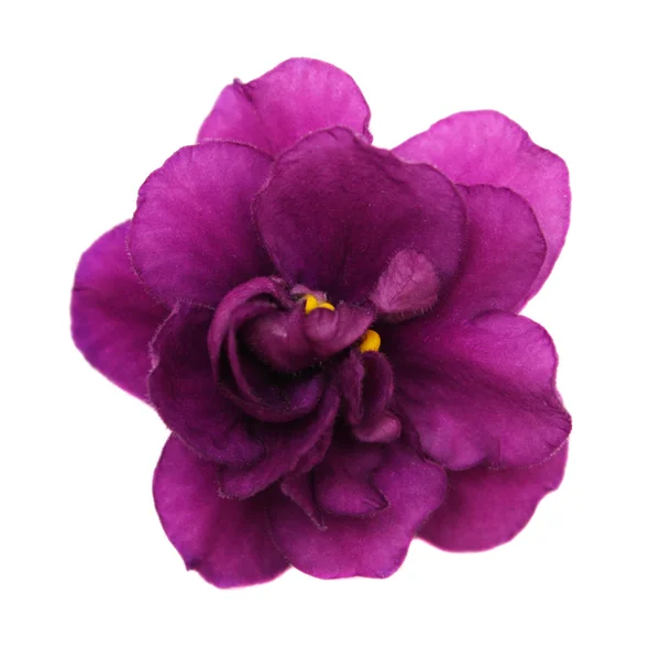 Violeta — Fotografia de Stock