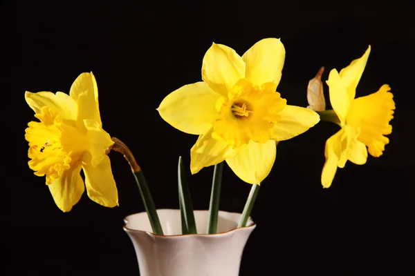 꽃병 속의 노란 수선화 — 스톡 사진