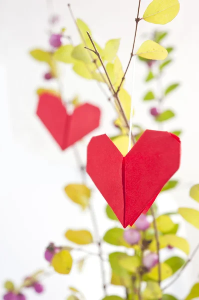 Χαρτί καρδιά σε ένα δέντρο — Φωτογραφία Αρχείου