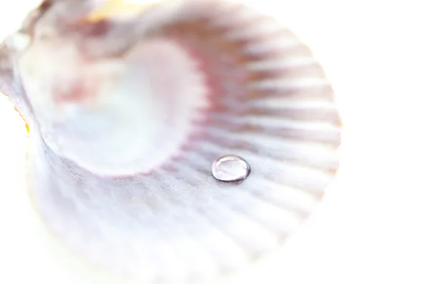 Gota de orvalho em concha — Fotografia de Stock