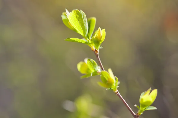 stock image Spring branch