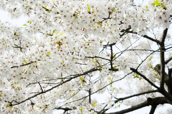 Floare de cireșe — Fotografie, imagine de stoc