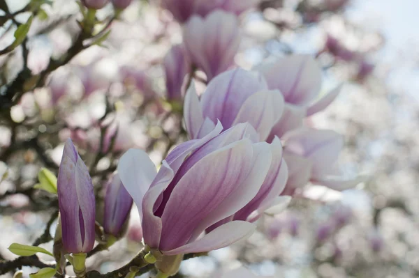 Flor de magnolia Imagen de stock