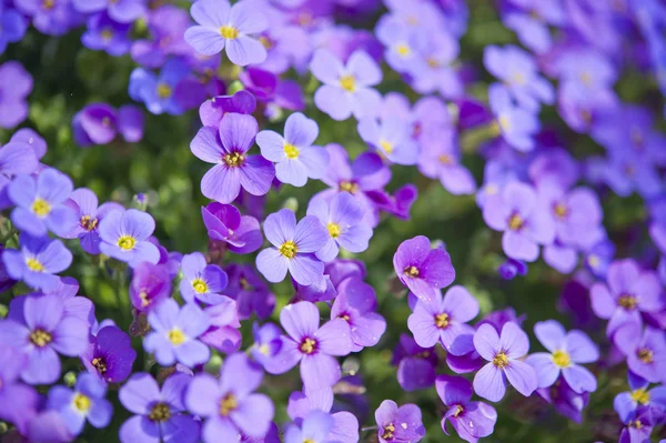 Fleurs violettes Image En Vente
