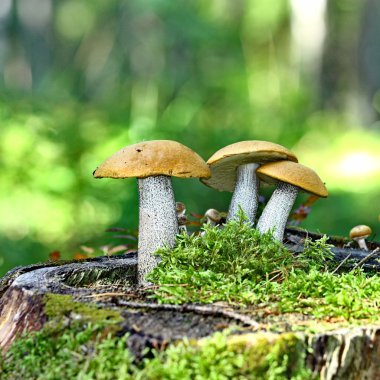 Turuncu kapak boletus mantarı