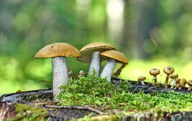 Turuncu kapak boletus mantarı