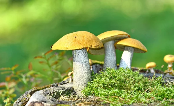 在苔藓上蘑菇橙色帽牛肝菌 — 图库照片