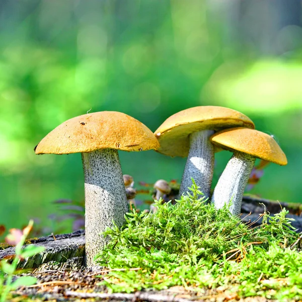 Mushrooms orange cap boletus — Stock Photo, Image