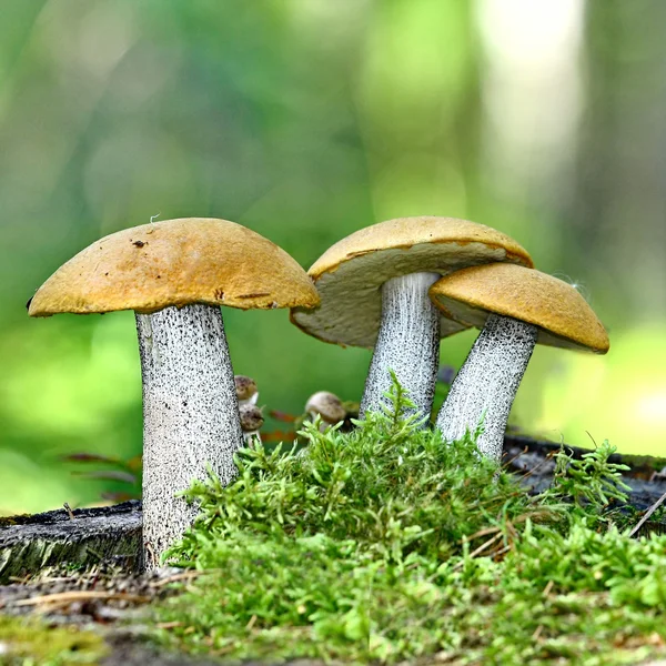 蘑菇橙色帽牛肝菌 — 图库照片