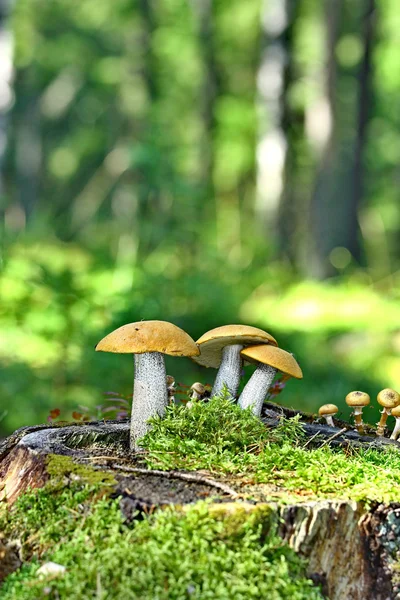 Mushrooms orange cap boletus on the moss — Stock Photo, Image