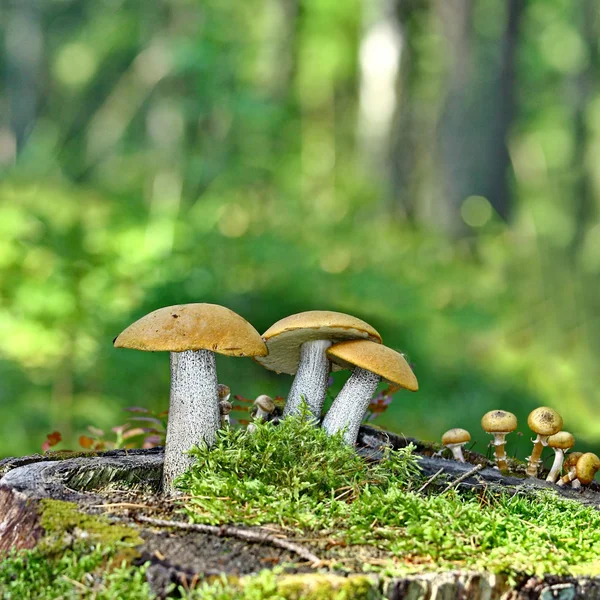 Mushrooms orange cap boletus on the moss — Stock Photo, Image