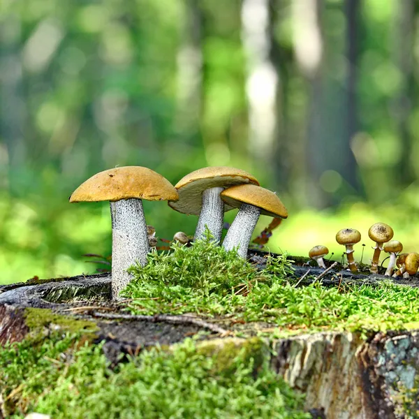 Mushrooms orange cap boletus — Stock Photo, Image