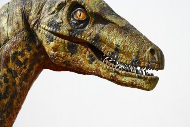 deinonychus dinozor kafası üzerinde beyaz