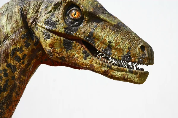 Deinonychus dinosaur head on white — Stock Photo, Image