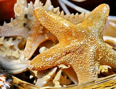 Sea stars clipart