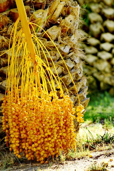 stock image Date palm tree with dates