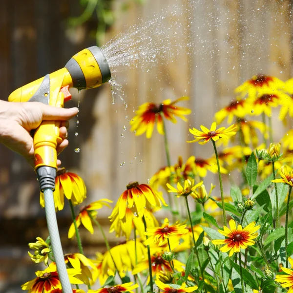 Watering Flowers — Stock Photo, Image
