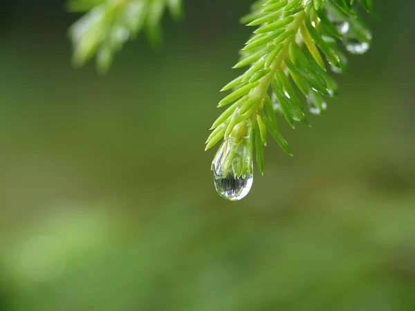Az esőcsepp erdő tükre — Stock Fotó