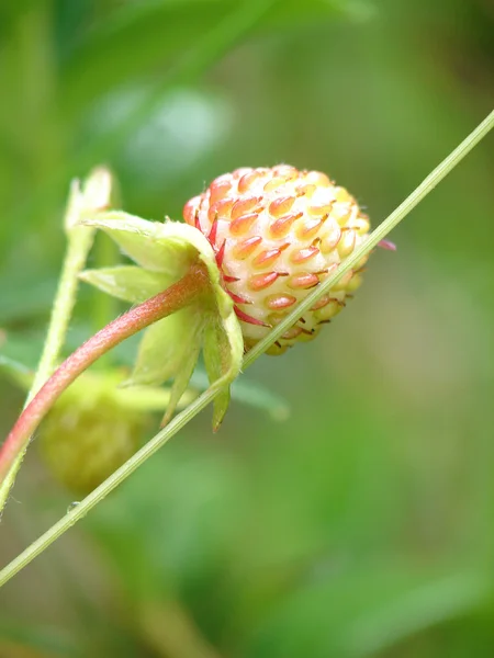 stock image Unripe wild strawberry