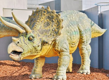 Triceratops portre