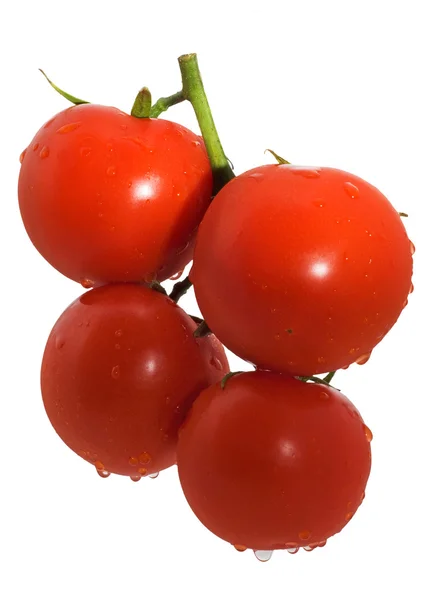 Four tomatoes on a branch, isolation — Stock Photo, Image