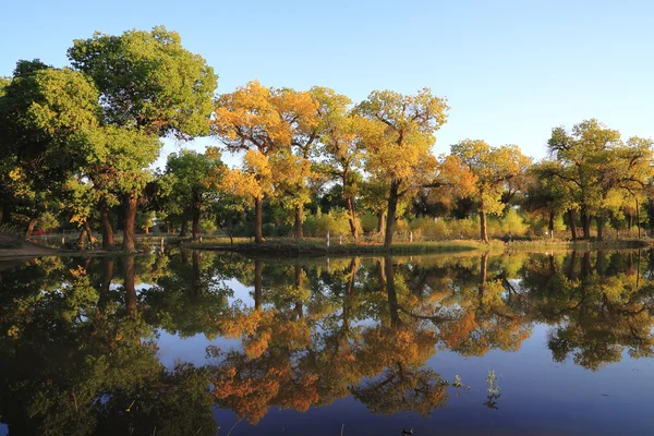 stock image Golden autumn trees in the river side