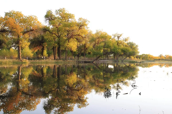 stock image Golden autumn woods around the pond