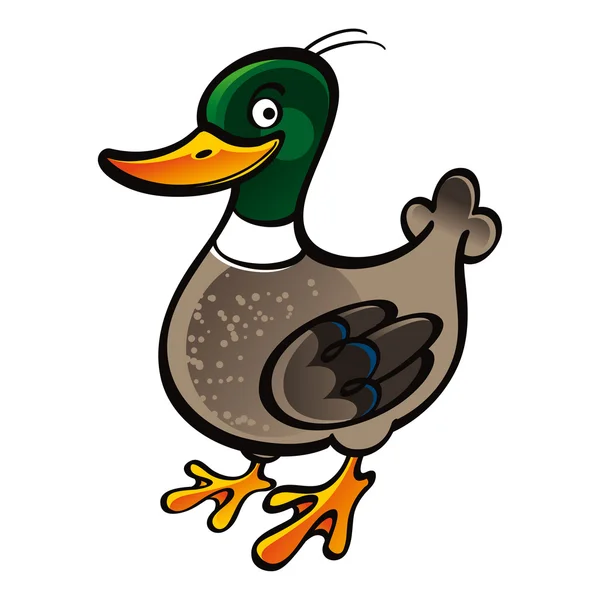 Mallard duck — Stockvector