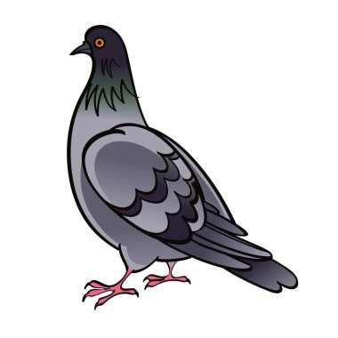 Pigeon Dove bird fauna clipart