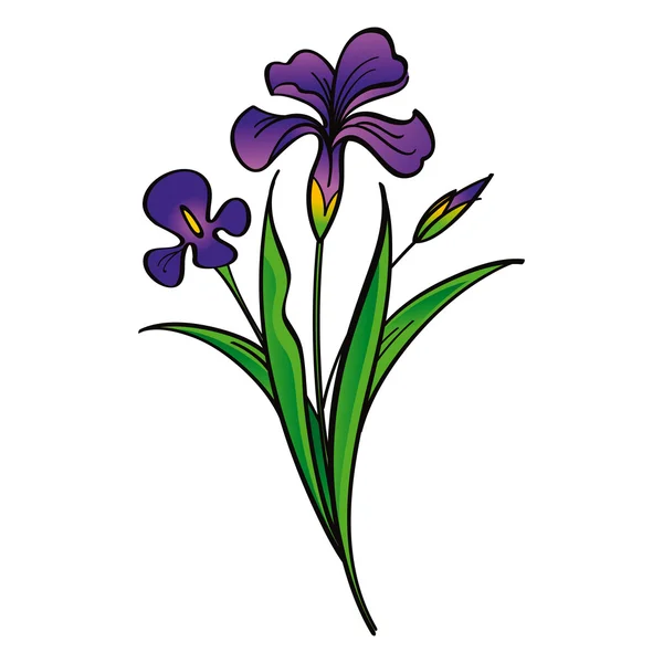 Iris - schöne Blütenflora — Stockvektor